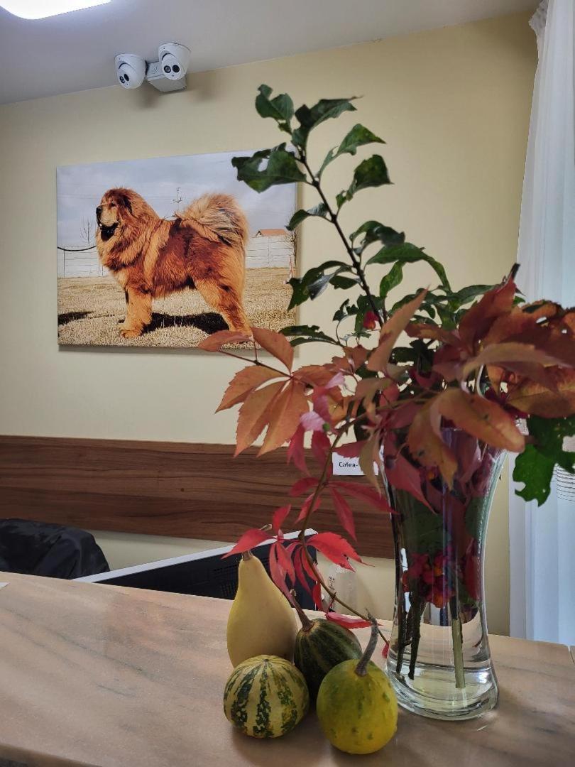 Hotel Thor Si Cora Sovata Esterno foto